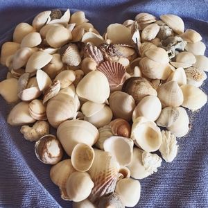 SEA SHELL LOT